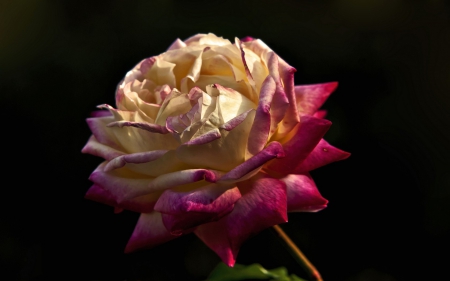 Rose - flower, rose, pink, black, yellow