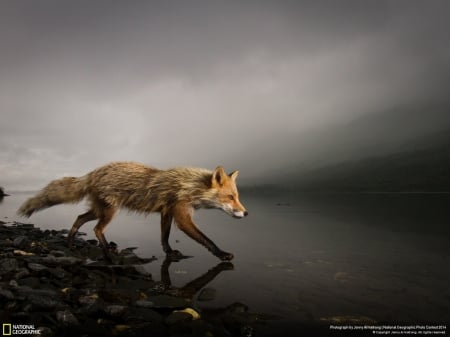 Fox - fox, beautiful, animals, water, fog, rocks