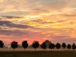 field sunset