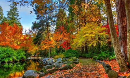 Charming colors - colors, fall, forest, beautiful