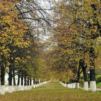 forest trees