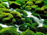 Mossy Rocky Stream