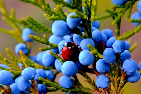 Juniper fruit berry blue green autumn