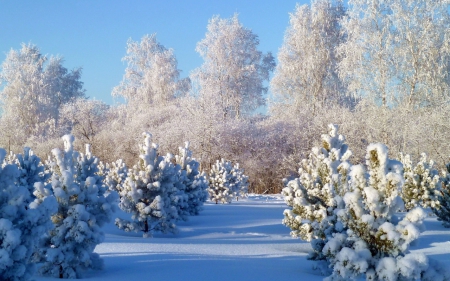 Winter - trees, white, winter, snow, forest