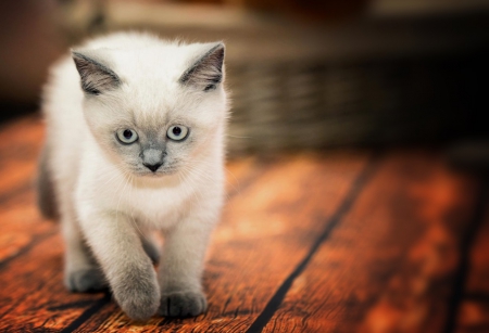 Kitten - cats, white, kitten, cat