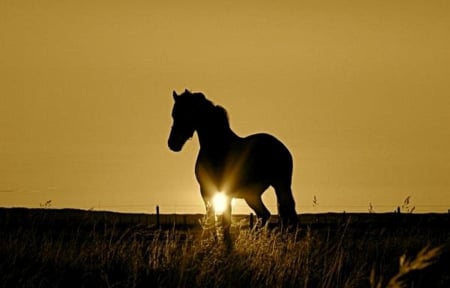 Freedom.. - freedom, free, sunset, horse