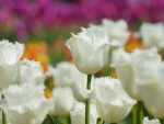 White Tulip