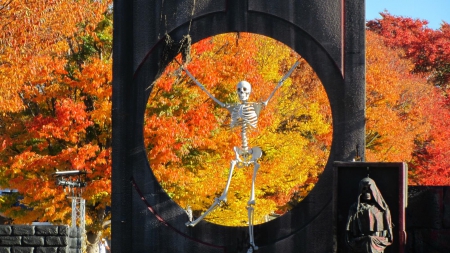 Autumn skeleton - 1600x900, Kings Island 2014, background, brilliant color