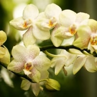 Orchids