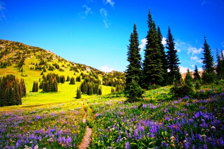 Wildflower Path - path, beautiful, flowers, wildflowers, hills, blue sky, grass, wilderness, field, trees