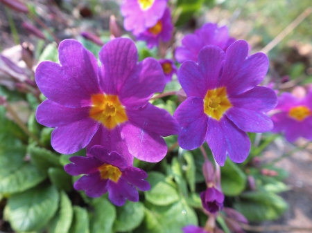 Fields flowers. - flowers, nature, fields, other