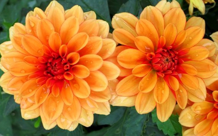 Beautiful Flowers - flowers, orange, petals, bloom