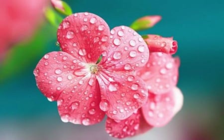 After the Rain - flowers, bloom, pink, drops