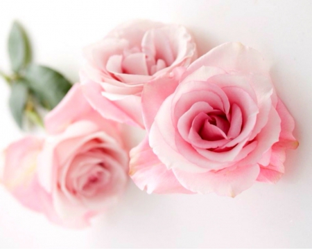 Pink Roses - flowers, roses, pink, bloom