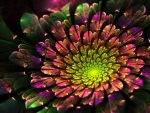 Beautiful Fractals