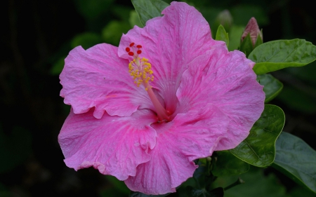 Hibiscus - flower, pink, hibiscus, macro, green