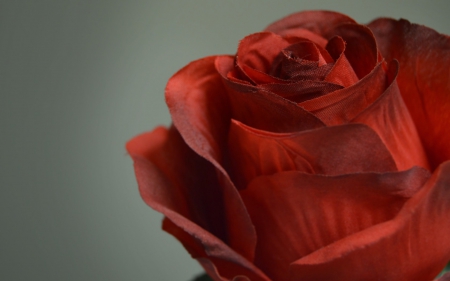 Rose - macro, red, valentine, rose, flower