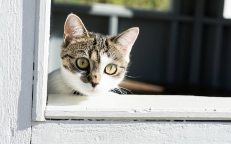 Curious - white, animal, kitten, window, cute, curious, cat