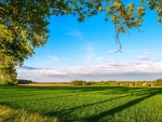 Spring Shades On The Green Field