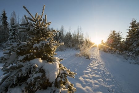 Winter Sunset - firs, sun, snow, landscape