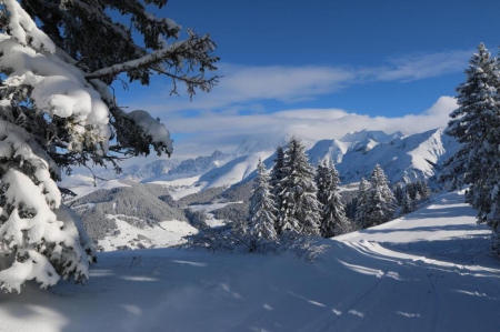 Seasonal Wonderland - trees, season, landscape, snow, firs