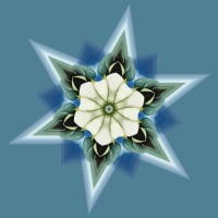 Jimson Weed Mandala 1