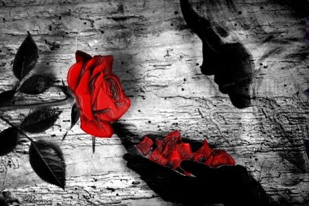 Because the beauty hidden within us... - woman, wrap, rose, black, plastic, grey, red, figure, petals, two colours, single