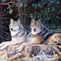 wolves