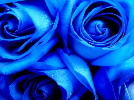 blue roses for my friends - rose, blue, flower, beautiful