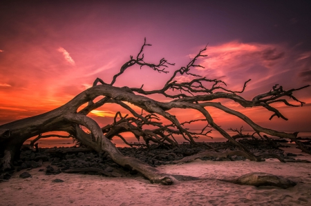 Weathered Tree - sky, tree, nature, branch