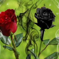 Black and Red Roses