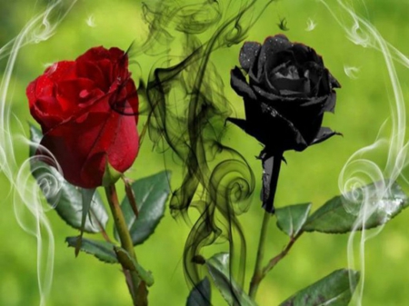 Black and Red Roses - roses, red, gardens, flowers, black