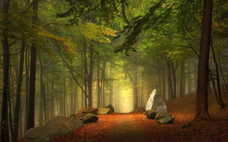 forest path - path, rock, forest, tree