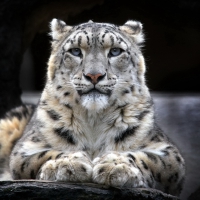 snow leopard