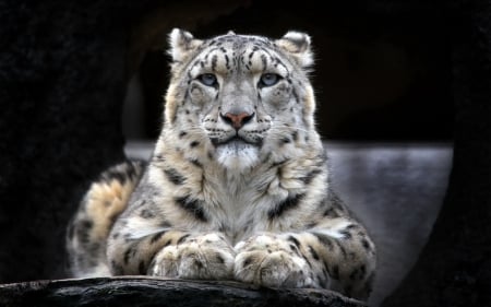 snow leopard