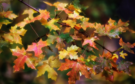 Beautiful Colors - fall, great, colors, autumn