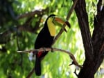 Toucan on Tree Branch