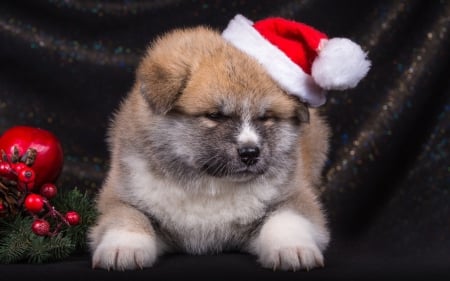 Waiting for Santa - red, animal, cute, black, sweet, puppy, craciun, christmas, white, catel, hat, santa, dog