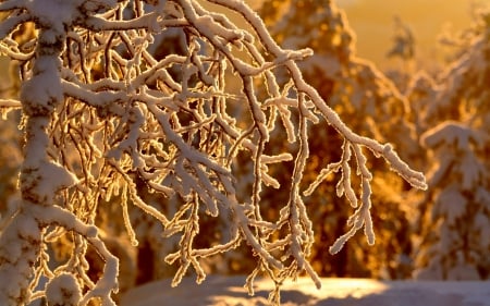 Winter sunset light - white, branch, snow, winter, golden, sunset, frozen