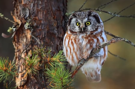 Owl in Forest - twig, resting, raptor, tree, wildlife