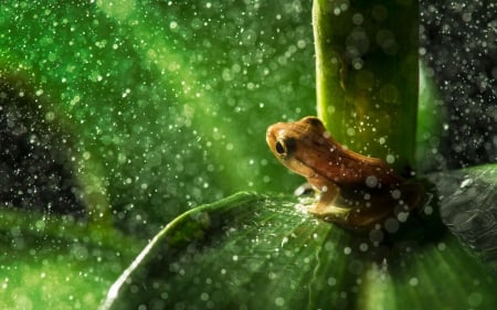 Frog - animal, water drops, green, rain, leaf