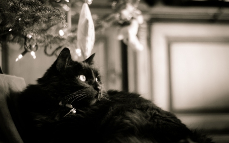 Waiting - white, animal, black, cat, craciun, christmas