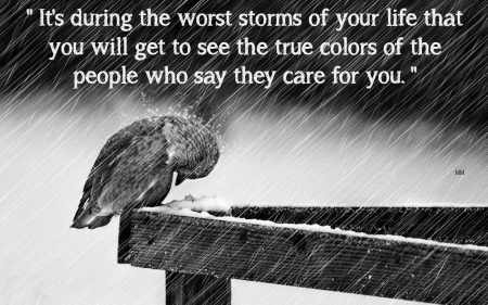 True Colors - rain, animals, black and white, words, storm, bird, quotes