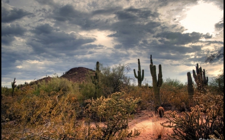 desert - nature, fun, mountain, cool, desert