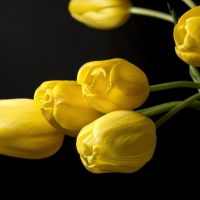 Yellow Tulips