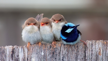 Cute Little Birds - cute, little, birds, animals