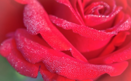 Rose - macro, rose, flower, petals, pink