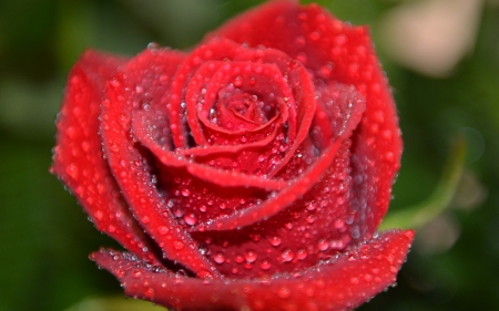 Rose - water drops, red, green, macro, rose, wet, flower