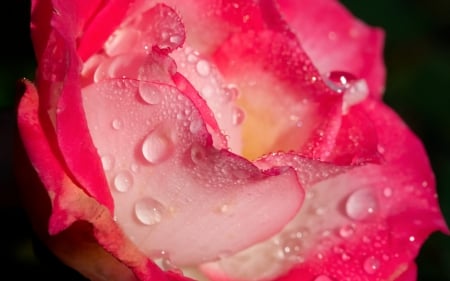 Rose - flower, rose, pink, water drops, macro