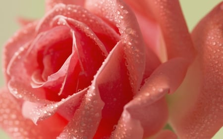 Rose - macro, water drops, pink, wet, rose, flower